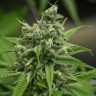 заказать семена конопли Auto Haze Gom feminised заказать семена конопли Auto Haze Gom feminised