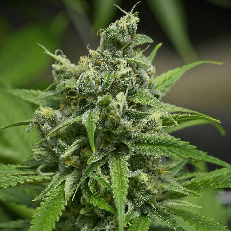 Семена ганжа  Auto Haze Gom feminised Ganja Seeds
