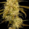 Семена ганжа  Auto Haze Gom feminised Ganja Seeds Семена ганжа  Auto Haze Gom feminised Ganja Seeds