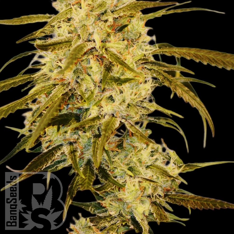 Семена ганжа  Auto Haze Gom feminised Ganja Seeds Семена ганжа  Auto Haze Gom feminised Ganja Seeds