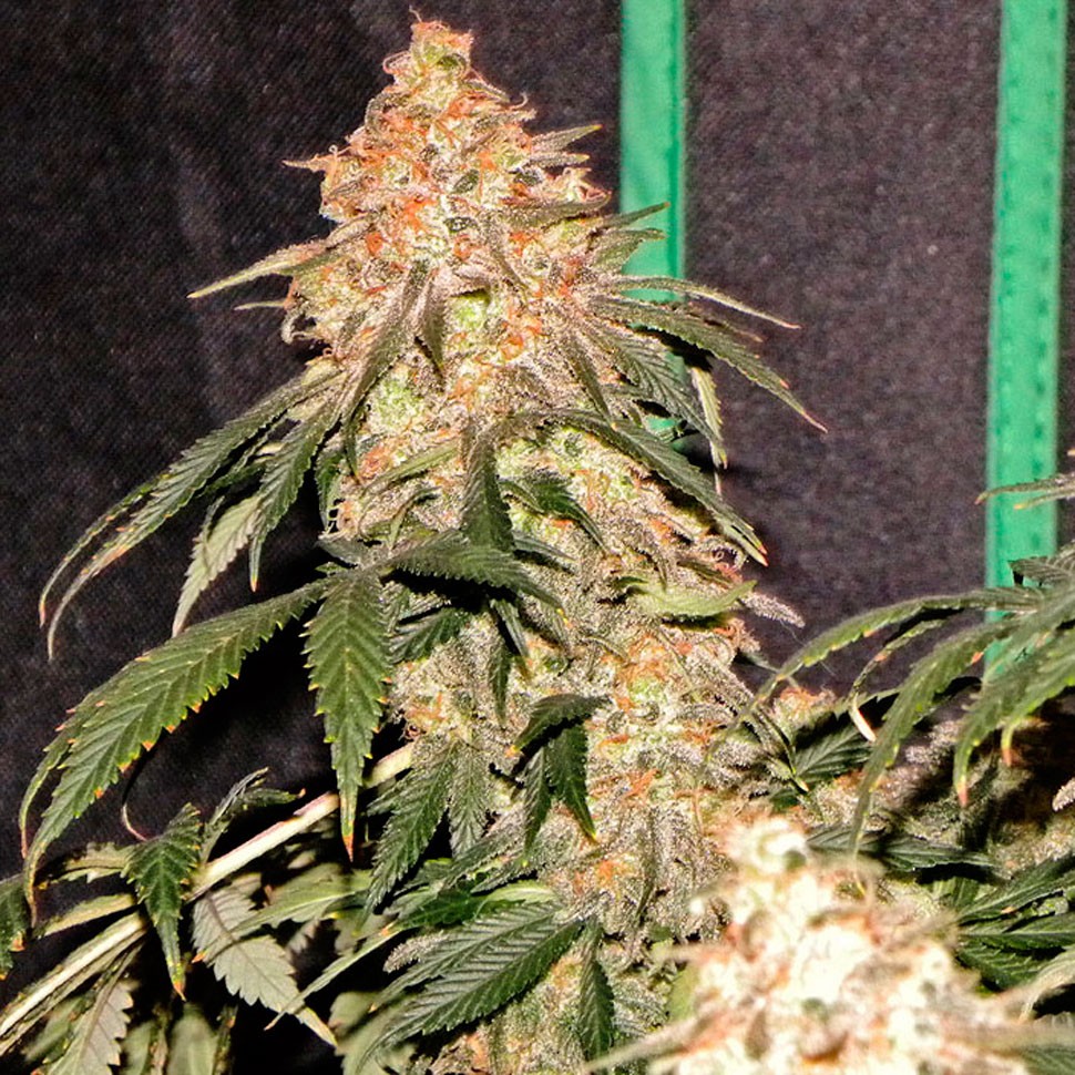 Семена конопли  Agamotto feminised GanjaVIP Seeds