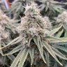 семена конопли курьером Super Extra Skunk feminised Victory Seeds семена конопли курьером Super Extra Skunk feminised Victory Seeds