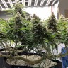 семена конопли f1 в оригинальной упаковке Super Extra Skunk feminised Victory Seeds семена конопли f1 в оригинальной упаковке Super Extra Skunk feminised Victory Seeds