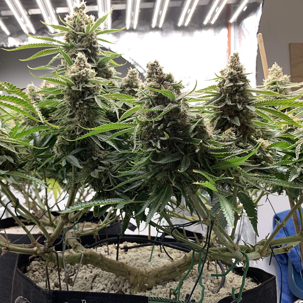 семена конопли f1 в оригинальной упаковке Super Extra Skunk feminised Victory Seeds семена конопли f1 в оригинальной упаковке Super Extra Skunk feminised Victory Seeds