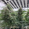 семена сортовой конопли Super Extra Skunk feminised Victory Seeds семена сортовой конопли Super Extra Skunk feminised Victory Seeds