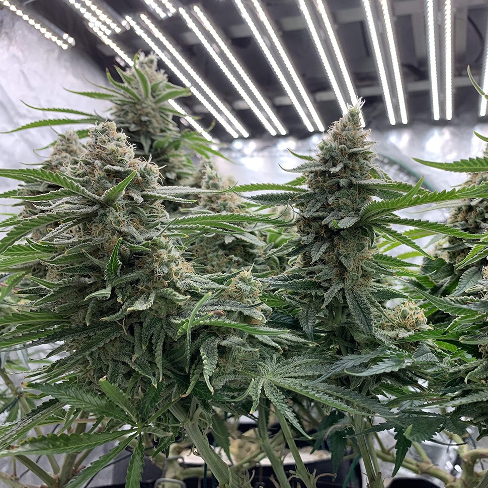 семена сортовой конопли Super Extra Skunk feminised Victory Seeds семена сортовой конопли Super Extra Skunk feminised Victory Seeds