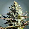 смена конопли Critical Kush feminised Ganja Seeds смена конопли Critical Kush feminised Ganja Seeds