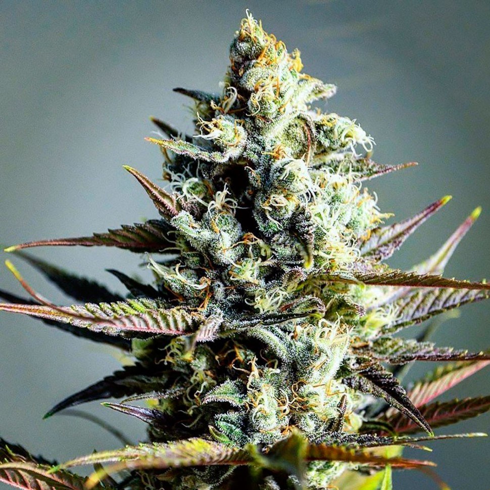 смена конопли Critical Kush feminised Ganja Seeds смена конопли Critical Kush feminised Ganja Seeds