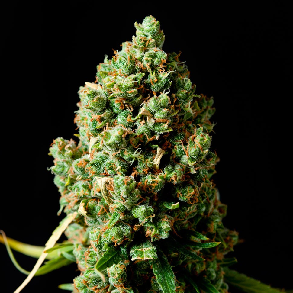 Семена  Critical Kush feminised Ganja Seeds