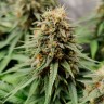 Auto Easy Bud feminised Ganja Seeds заказать Auto Easy Bud feminised Ganja Seeds заказать
