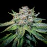 Семена ганжа  Train Wreck feminised Ganja Seeds Семена ганжа  Train Wreck feminised Ganja Seeds