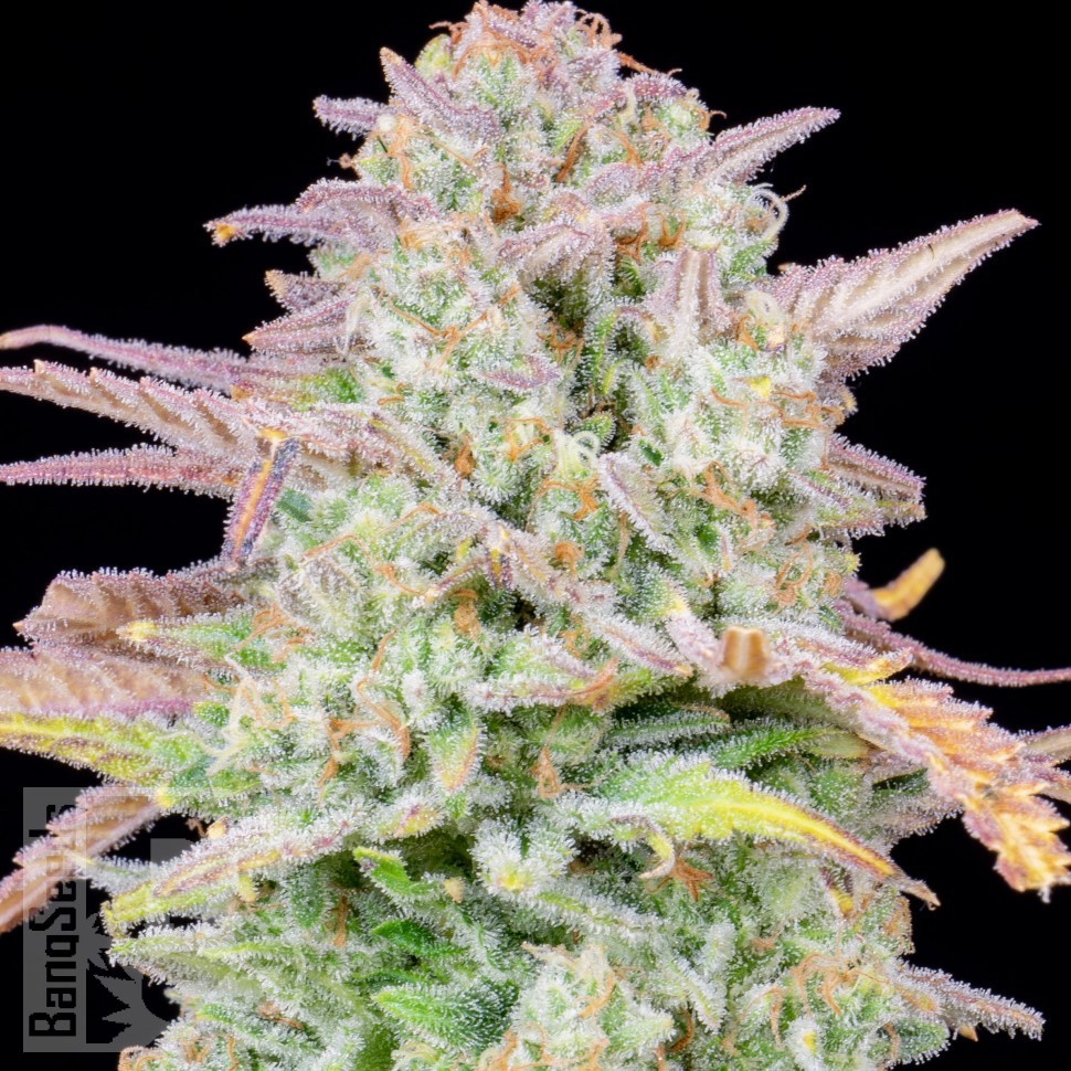 Семена ганжа  Train Wreck feminised Ganja Seeds Семена ганжа  Train Wreck feminised Ganja Seeds