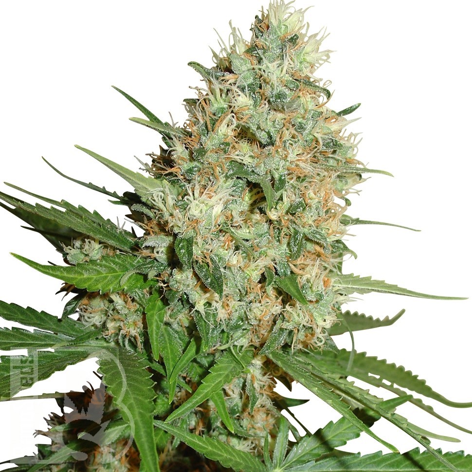 Семена ганжа  Train Wreck feminised Ganja Seeds Семена ганжа  Train Wreck feminised Ganja Seeds