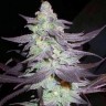 Семена ганжа  Train Wreck feminised Ganja Seeds Семена ганжа  Train Wreck feminised Ganja Seeds