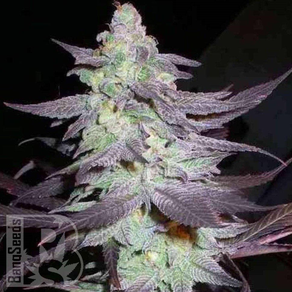Семена ганжа  Train Wreck feminised Ganja Seeds Семена ганжа  Train Wreck feminised Ganja Seeds