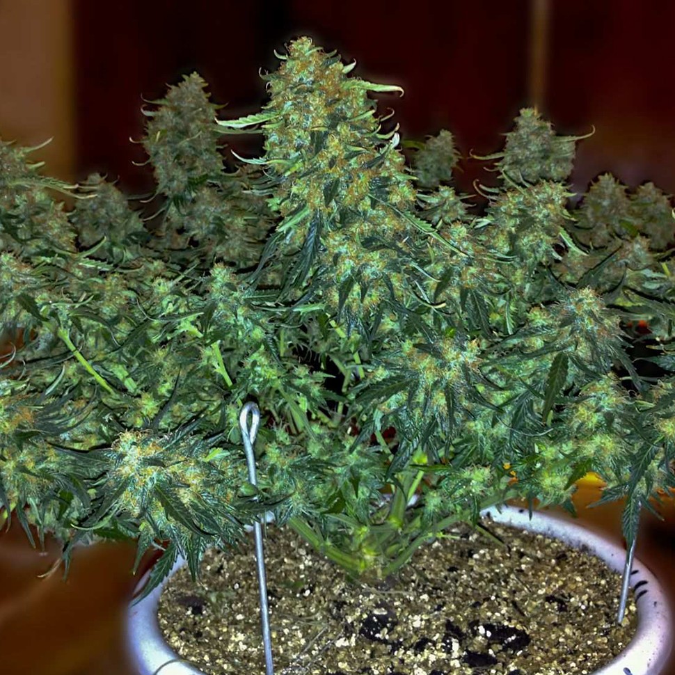 Семена  Auto Sweet Tooth feminised Ganja Seeds