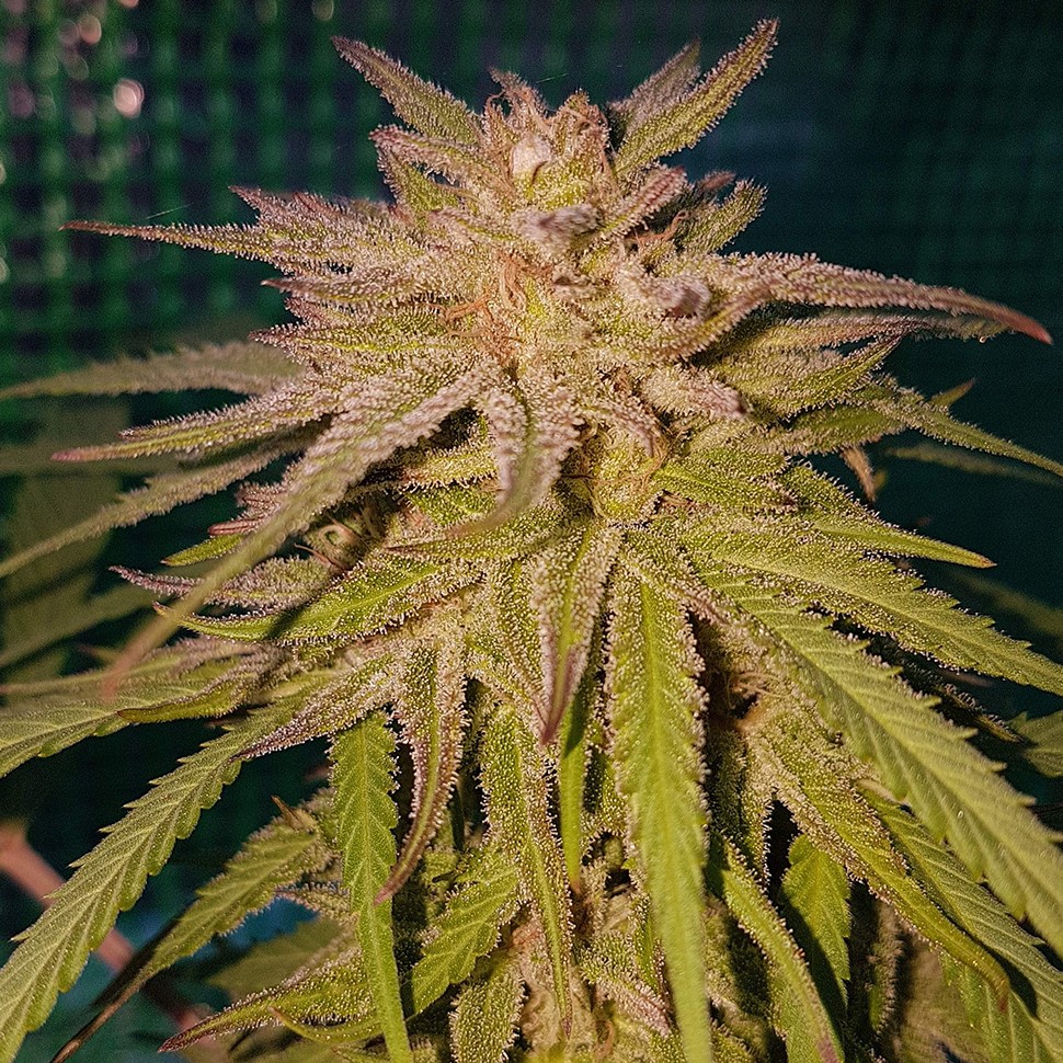 Семена ганжа  Lemon regular Ganja Seeds