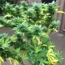 семена конопли Durban Poison feminised Ganja Seeds семена конопли Durban Poison feminised Ganja Seeds