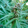 Семена марихуаны Durban Poison feminised Ganja Seeds Семена марихуаны Durban Poison feminised Ganja Seeds