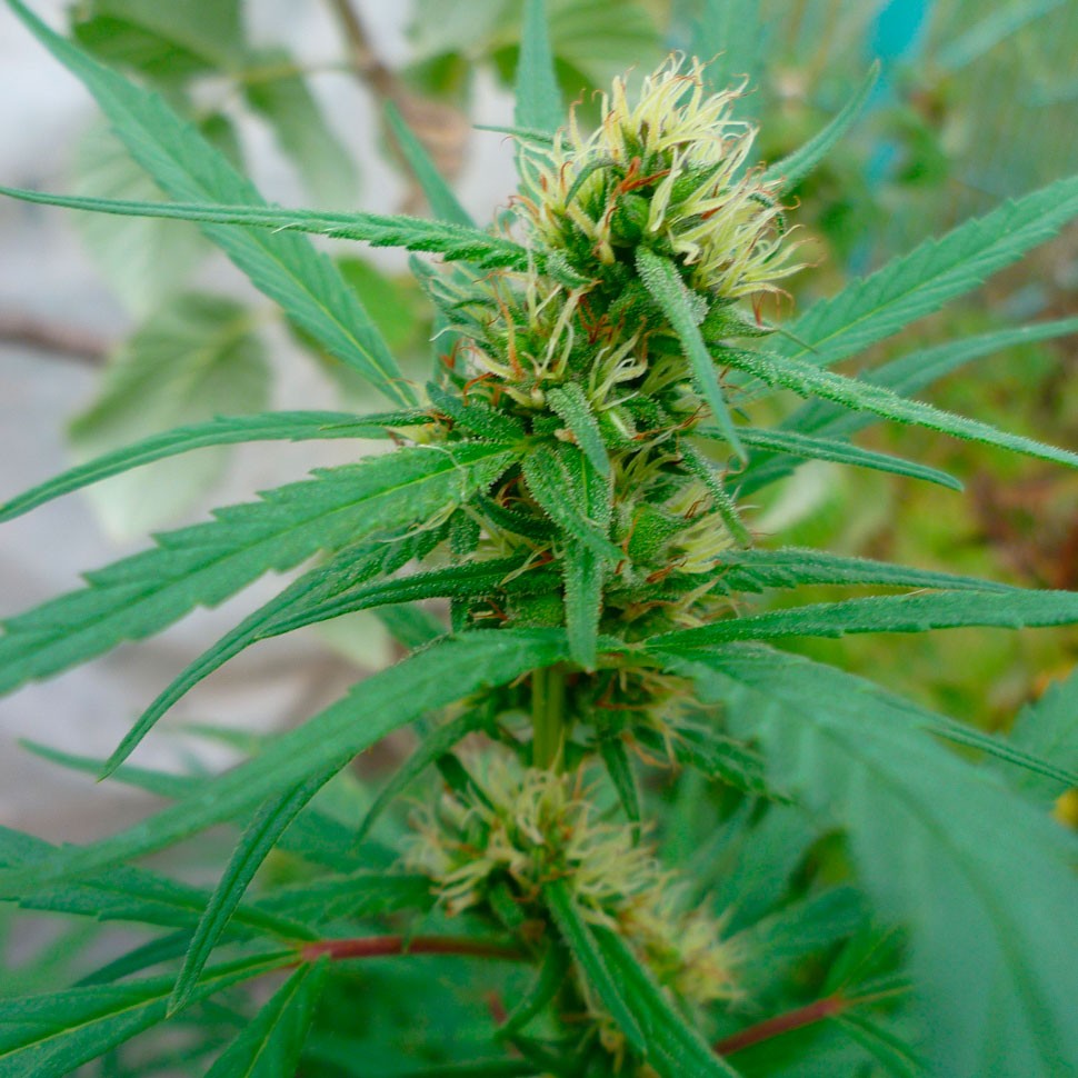 Качественные семена конопли Durban Poison feminised Ganja Seeds Качественные семена конопли Durban Poison feminised Ganja Seeds