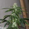 Auto Quick One feminised Ganja Seeds купить Auto Quick One feminised Ganja Seeds купить