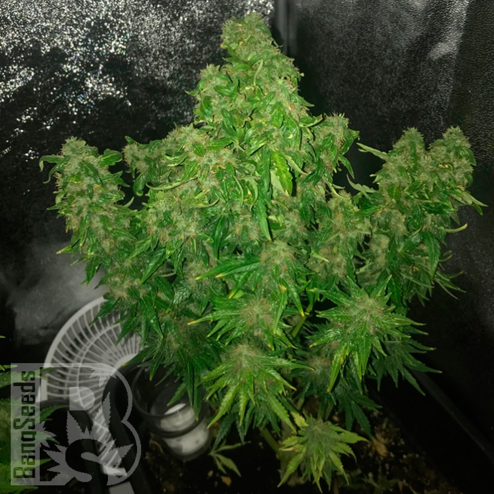 Семена марихуаны  Auto Quick One feminised Ganja Seeds