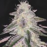 Cream 47 feminised Ganja Seeds Cream 47 feminised Ganja Seeds