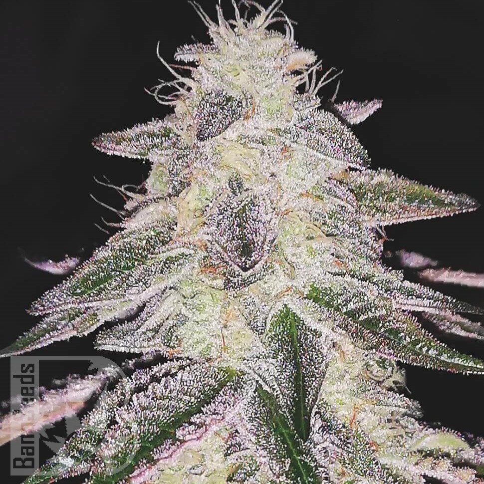 Cream 47 feminised Ganja Seeds Cream 47 feminised Ganja Seeds