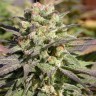 Семена  Warlock feminised Ganja Seeds Семена  Warlock feminised Ganja Seeds