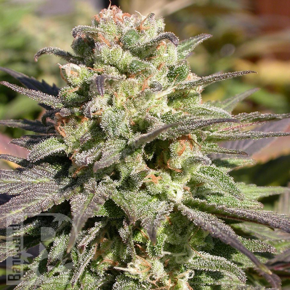Семена  Warlock feminised Ganja Seeds