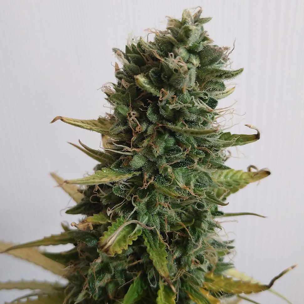 Семена каннабиса  Lowgold regular Ganja Seeds