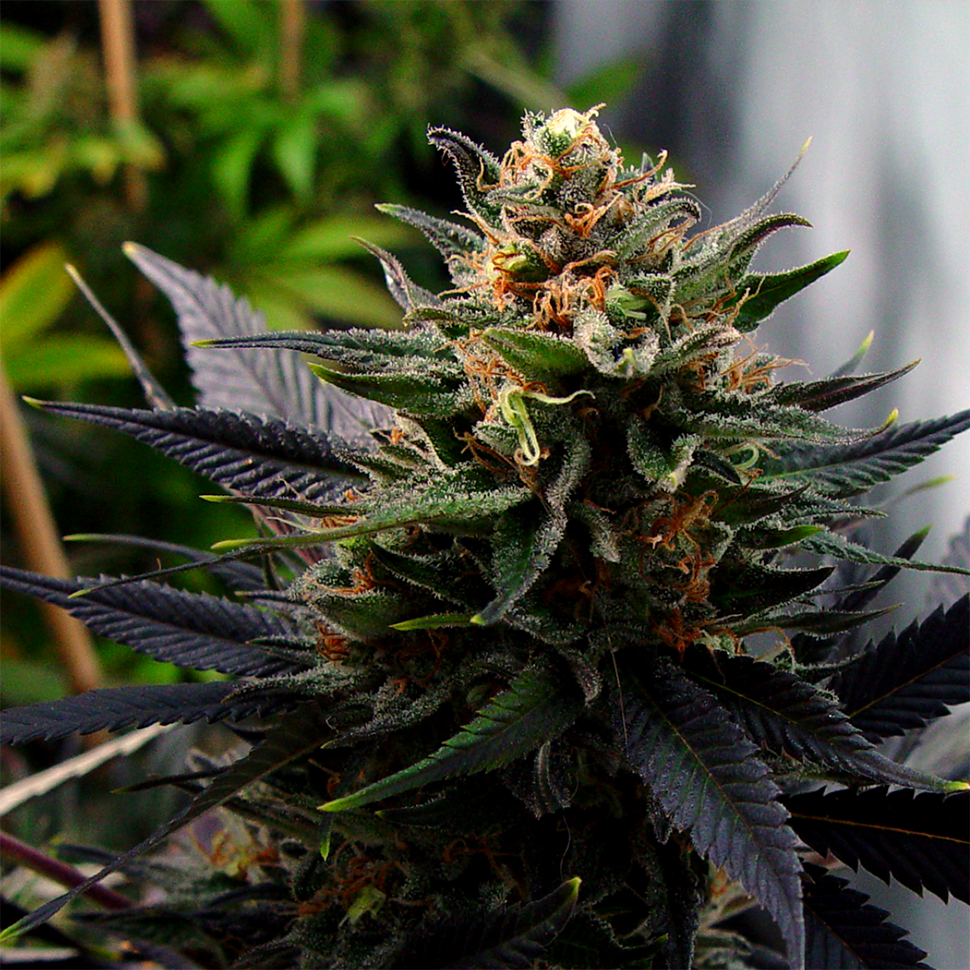 Семена каннабиса  Auto Lavender feminised Ganja Seeds