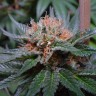 купить качественные семена конопли  Auto Lavender feminised купить качественные семена конопли  Auto Lavender feminised