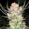 купить качественные семена конопли  Colossus feminised купить качественные семена конопли  Colossus feminised
