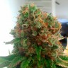 купить мощные семена конопли  Colossus feminised купить мощные семена конопли  Colossus feminised