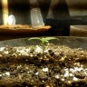 Качественные семена конопли Colossus feminised GanjaVIP Seeds Качественные семена конопли Colossus feminised GanjaVIP Seeds