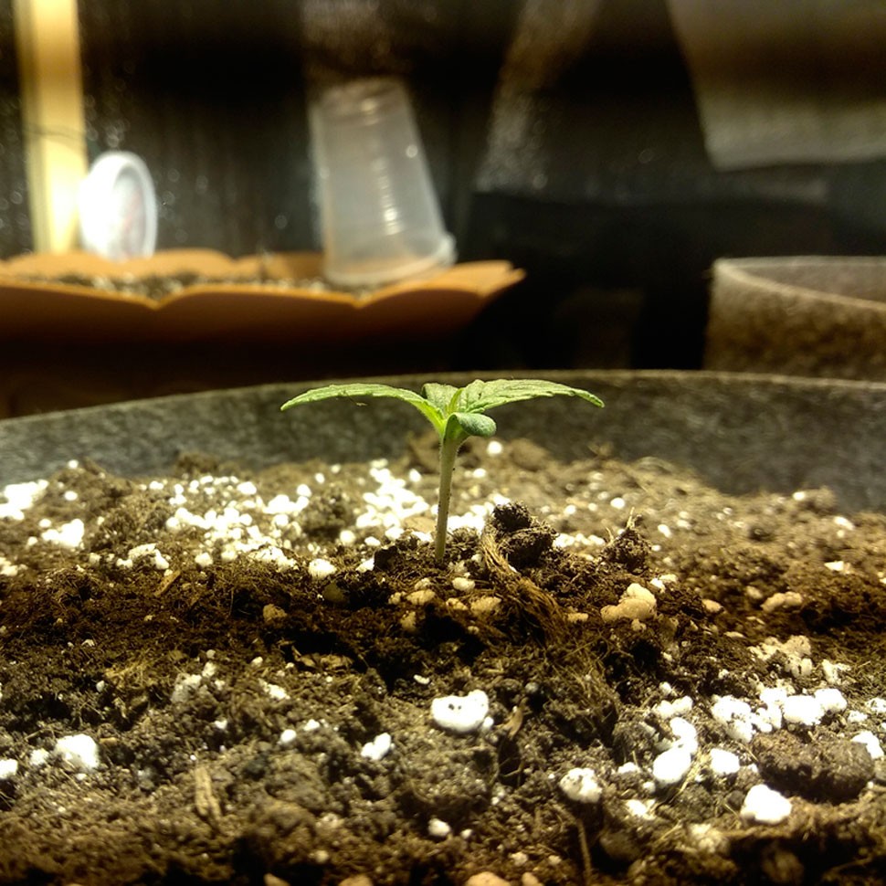 Качественные семена конопли Colossus feminised GanjaVIP Seeds Качественные семена конопли Colossus feminised GanjaVIP Seeds