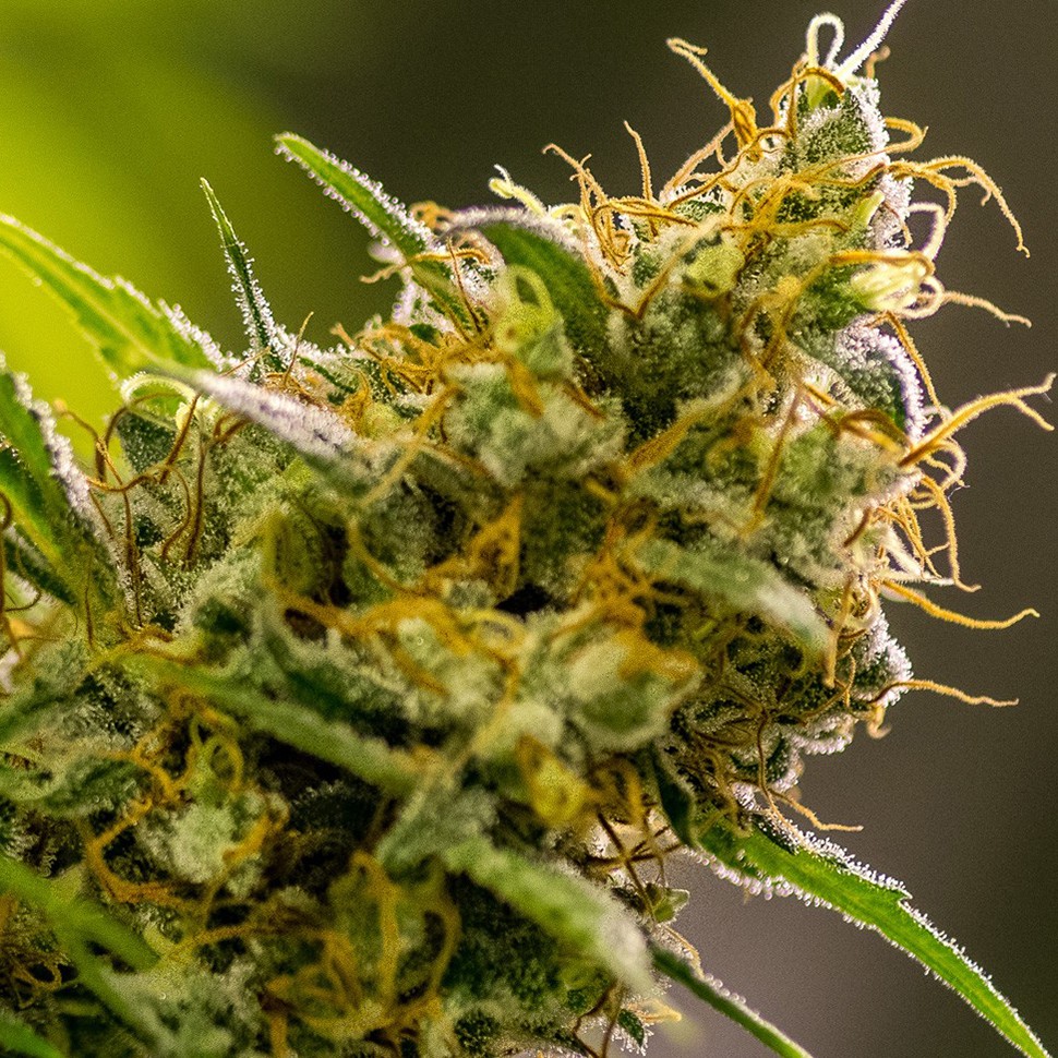 Семена марихуаны  Silver Haze feminised Neuro Seeds
