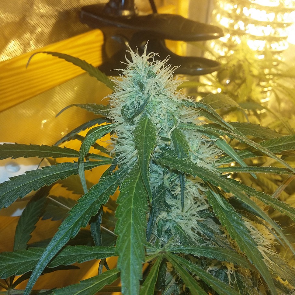 Семена  Ultra Power Plant feminised Victory Seeds