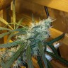 качественные семена конопли Ultra Power Plant feminised Victory Seeds качественные семена конопли Ultra Power Plant feminised Victory Seeds