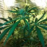 урожайные семена конопли Ultra Power Plant feminised Victory Seeds урожайные семена конопли Ultra Power Plant feminised Victory Seeds