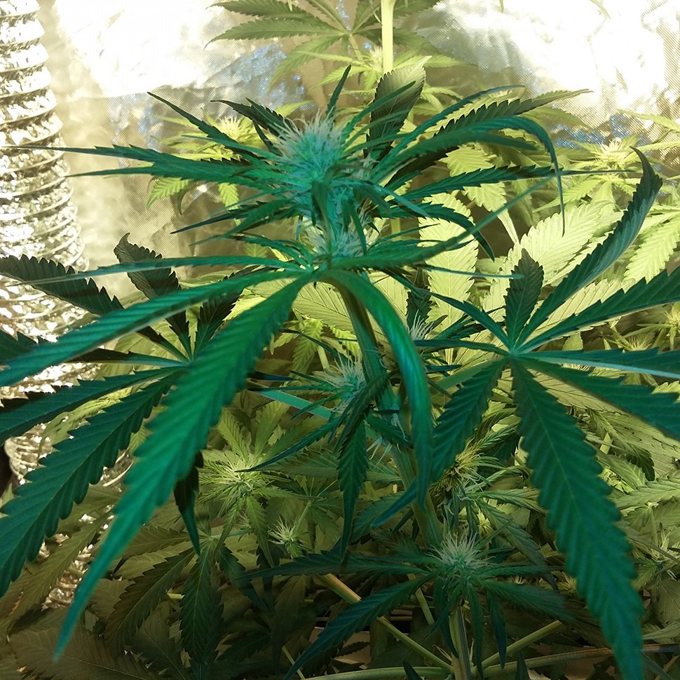 урожайные семена конопли Ultra Power Plant feminised Victory Seeds урожайные семена конопли Ultra Power Plant feminised Victory Seeds