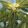 фотопериодные сорта конопли Flowershell Bomb feminised Ganja Seeds фотопериодные сорта конопли Flowershell Bomb feminised Ganja Seeds