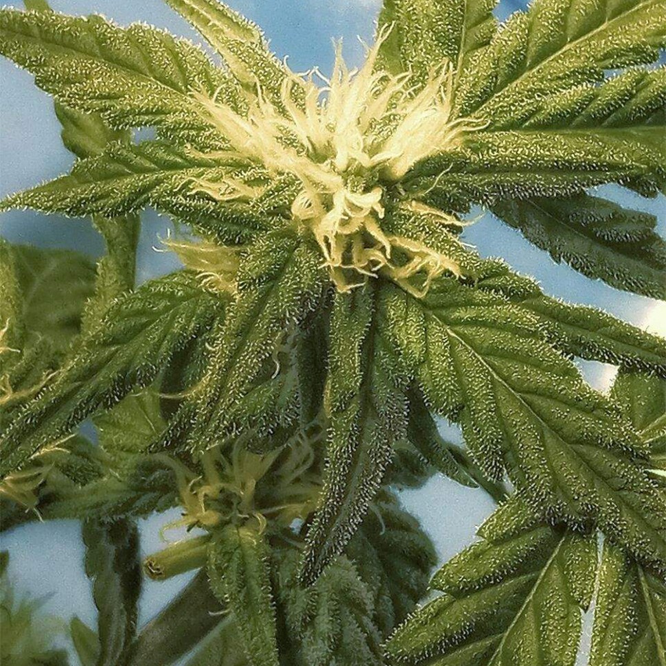 фотопериодные сорта конопли Flowershell Bomb feminised Ganja Seeds фотопериодные сорта конопли Flowershell Bomb feminised Ganja Seeds
