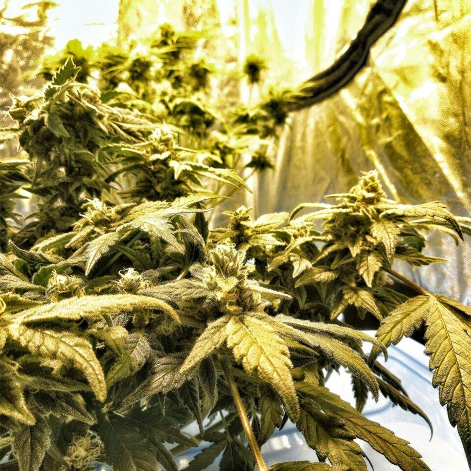 Семена каннабиса  Flowershell Bomb feminised Ganja Seeds