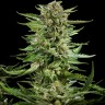 Семена каннабиса  Flowershell Bomb feminised Ganja Seeds Семена каннабиса  Flowershell Bomb feminised Ganja Seeds
