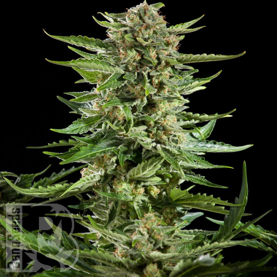 Семена каннабиса  Flowershell Bomb feminised Ganja Seeds Семена каннабиса  Flowershell Bomb feminised Ganja Seeds