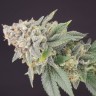 Семена каннабиса  Flowershell Bomb feminised Ganja Seeds Семена каннабиса  Flowershell Bomb feminised Ganja Seeds