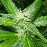 купить семена конопли Afghan Haze feminised купить семена конопли Afghan Haze feminised