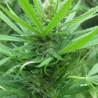 Afghan Haze feminised Ganja Seeds